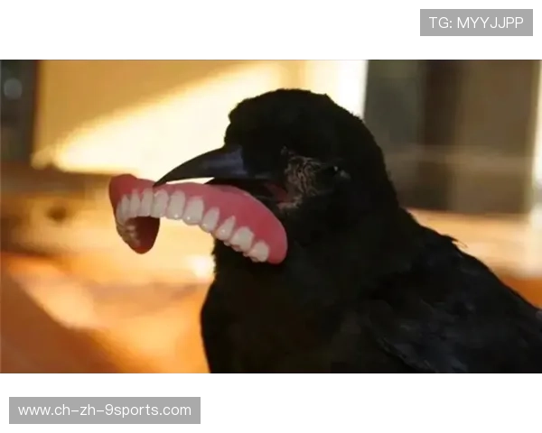 乌鸦主力回归,整体实力提升显著,乌鸦主e 乌鸦主力回归,整体实力提升显著,乌鸦主e